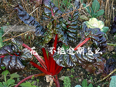 花唄不能逾期怎么賺錢(花唄不能逾期怎么賺錢)