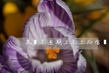 花唄不逾期上不上征信(為什么花唄不上征信)