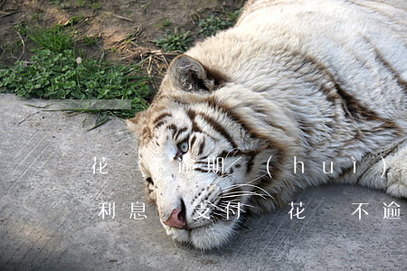 花唄不逾期會(huì)產(chǎn)生利息嗎(支付寶花唄不逾期會(huì)產(chǎn)生利息嗎)