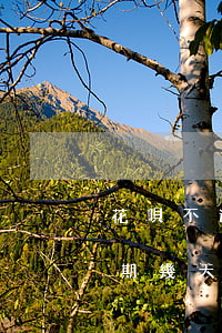 花唄不逾期的話有利息嗎(支付寶花唄可以逾期幾天沒有利息)