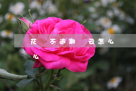 花唄不逾期馬云怎么賺錢(花唄不逾期馬云怎么賺錢)