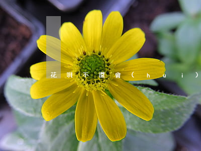 花唄不還會(huì)提示逾期嗎