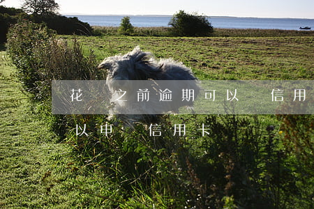花唄之前逾期可以辦信用卡嗎(花唄逾期了可以申請信用卡嗎)