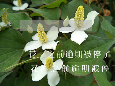 花唄之前逾期被停了還能恢復(fù)嗎-花唄之前逾期被停了還能恢復(fù)嗎怎么辦