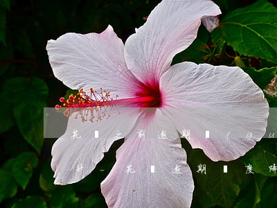花唄之前逾期過(guò)一次額度怎么提升-花唄逾期額度降到500怎樣才能提額
