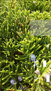 花唄九號還款逾期(花唄9號到期9號上午還行嗎)