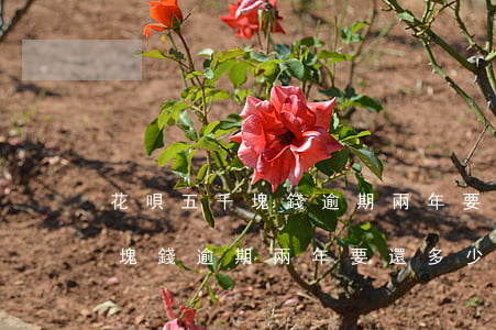 花唄五千塊錢逾期兩年要還多少-花唄五千塊錢逾期兩年要還多少利息
