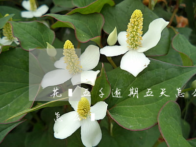 花唄五千逾期五天怎么辦(花唄五千逾期五天怎么辦)