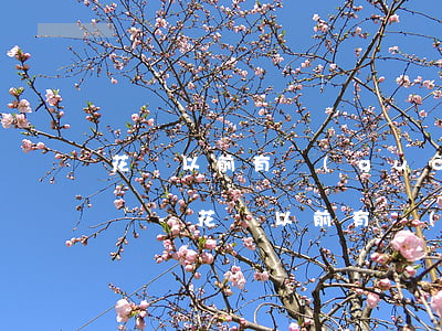 花唄以前有過(guò)逾期影響征兵政審嗎-花唄以前有過(guò)逾期影響征兵政審嗎知乎