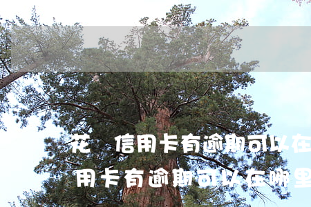 花唄信用卡有逾期可以在哪里借錢-花唄信用卡有逾期可以在哪里借錢呢