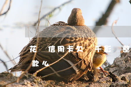 花唄信用卡欠幾千影響整容貸嗎(花唄耽誤貸款么)