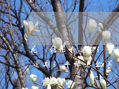 花唄信用卡逾期5年限怎么算-花唄信用卡逾期5年限怎么算