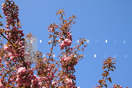 花唄信用卡逾期一個(gè)月影響征信嗎-花唄逾期1個(gè)月上征信嗎?花唄逾期有什么后果
