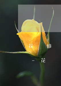 花唄修復(fù)了逾期之后什么時間能用-花唄修復(fù)了逾期之后什么時間能用啊
