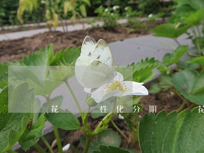 花唄個性化分期電話（花唄個性化分期）