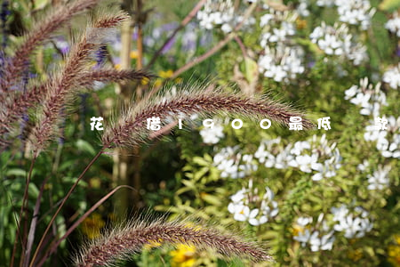 花唄借1900最低還款是多少-