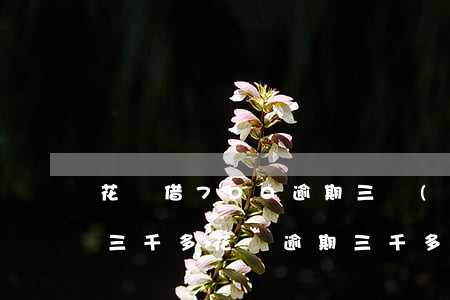 花唄借700逾期三個(gè)月(借唄逾期三千多花唄逾期三千多有什么后果)