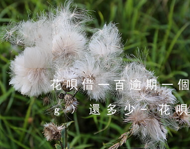 花唄借一百逾期一個(gè)月應(yīng)還多少-花唄逾期100元還了以后還能用花唄嗎