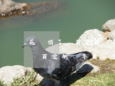 花唄借了兩百逾期兩年要還多少-花唄借了兩百逾期兩年要還多少利息
