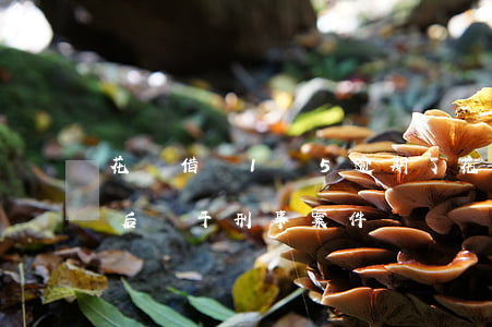 花唄借唄1萬5逾期了(花唄借唄逾期1萬以后屬于刑事案件嗎)