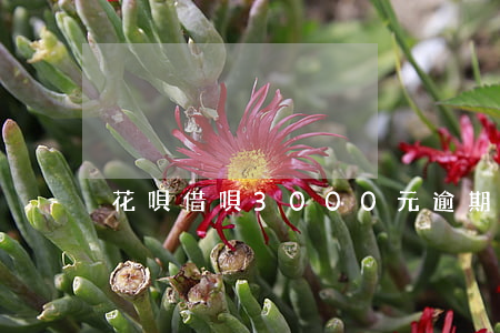 花唄借唄3000元逾期6個(gè)月-