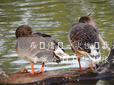 花唄借唄一次性還款是怎么回事-花唄借唄要求全額還款期限是多少