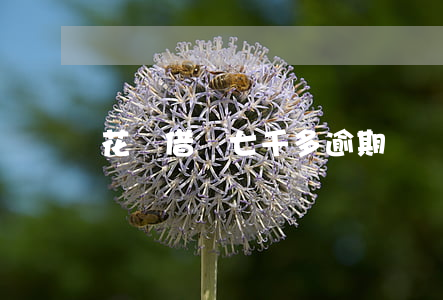 花唄借唄七千多逾期