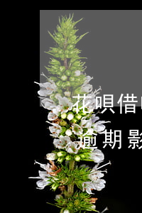 花唄借唄不逾期不影響房貸(借唄無(wú)逾期影不影響房貸)