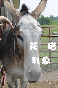 花唄借唄信用卡利息怎么算（花唄借唄信用卡利息）