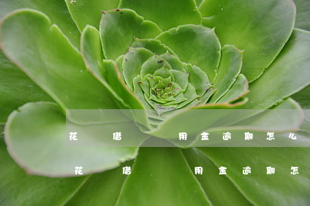 花唄借唄備用金逾期怎么單獨(dú)還-花唄借唄備用金逾期怎么單獨(dú)還款