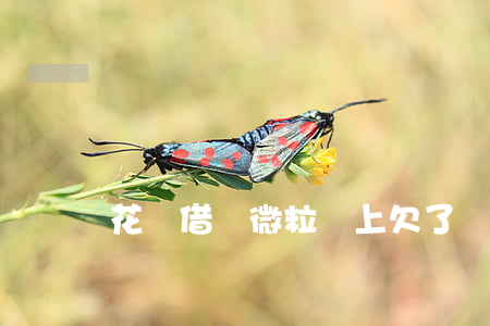 花唄 借唄 微粒貸上欠了幾萬(wàn)