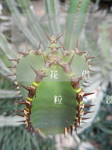 花唄借唄微粒貸全部逾期還不上(花唄借唄微粒貸全部逾期還不上)