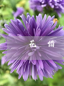 花唄借唄想先還逾期本金