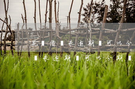 花唄借唄未逾期還可以分期還款嗎-花唄借唄未逾期還可以分期還款嗎