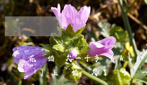 花唄借唄欠一千多會(huì)不會(huì)上門(借唄欠了幾千塊一直沒還會(huì)上門嗎)