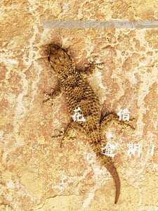 花唄借唄欠了13萬會(huì)坐牢嗎(借唄逾期12萬會(huì)坐牢嗎)
