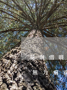 花唄借唄欠了4萬沒錢還(欠花唄借唄4萬多無力償還會有什么后果)