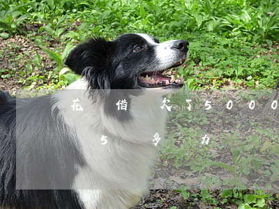花唄借唄欠了50000怎么辦-欠花唄借唄5萬多無力償還會有什么后果