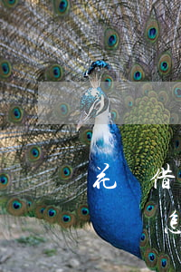 花唄借唄欠了沒錢還怎么辦(花唄借唄欠了沒錢還怎么辦)