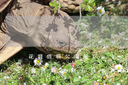 花唄借唄欠兩萬(wàn)逾期六十天(支付寶借唄逾期五百多天了)