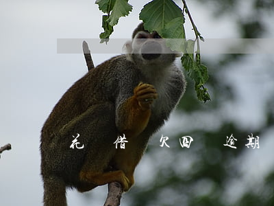 花唄借唄欠四萬逾期