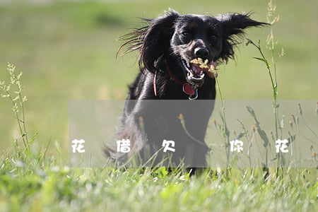 花唄借唄欠幾萬(你們花唄都借了多少)
