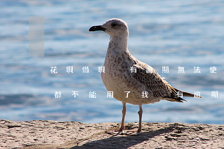 花唄借唄沒有逾期無法使用(支付寶花唄借唄都不能用了,我沒有逾期過)