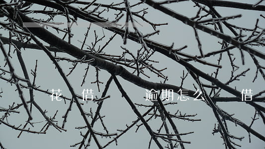 花唄借唄準備逾期怎么應對(借唄逾期怎么搞)