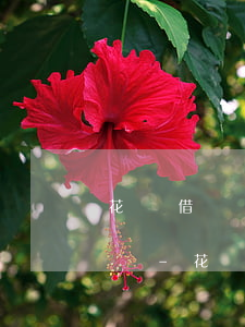 花唄借唄無力償還會凍結(jié)銀行卡嗎-花唄借唄無力償還會凍結(jié)銀行卡嗎安全嗎