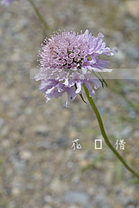 花唄借唄逾期10天影響征信嗎-