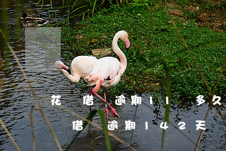 花唄借唄逾期11萬多久會(huì)被起訴(借唄逾期142天會(huì)被起訴嗎)