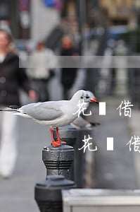 花唄借唄逾期17嚴(yán)重嘛(支付寶花唄借唄逾期6萬(wàn)多最嚴(yán)重處理結(jié)果?)