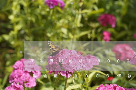 花唄借唄逾期18000催款起訴-花唄借唄逾期18000催款起訴有用嗎