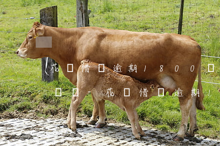 花唄借唄逾期1800塊錢會(huì)上門嗎-花唄借唄逾期1800塊錢會(huì)上門嗎是真的嗎